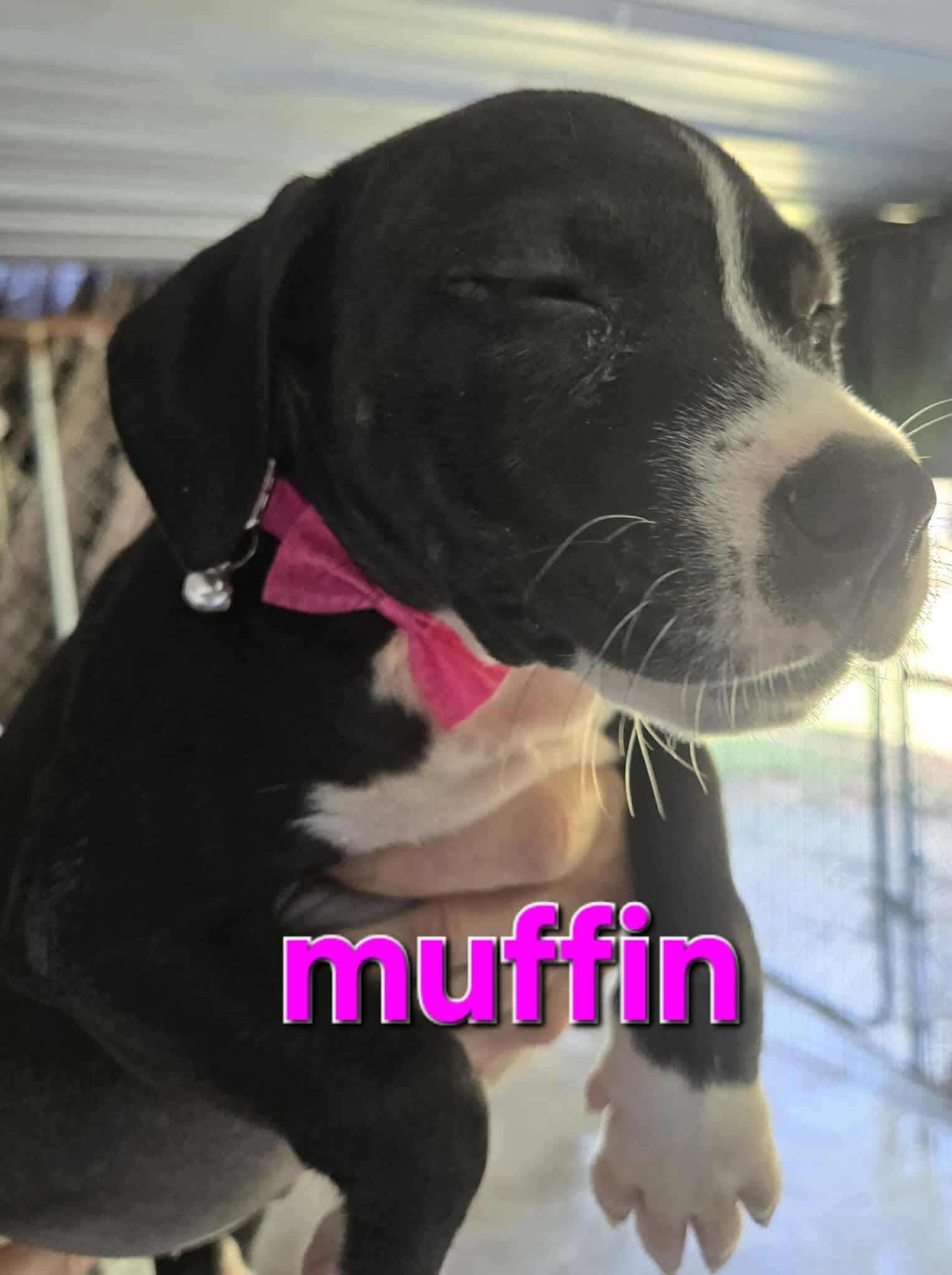 Enlarge Muffin, a Adopted mixed breed in Arlee, MT image 1/6