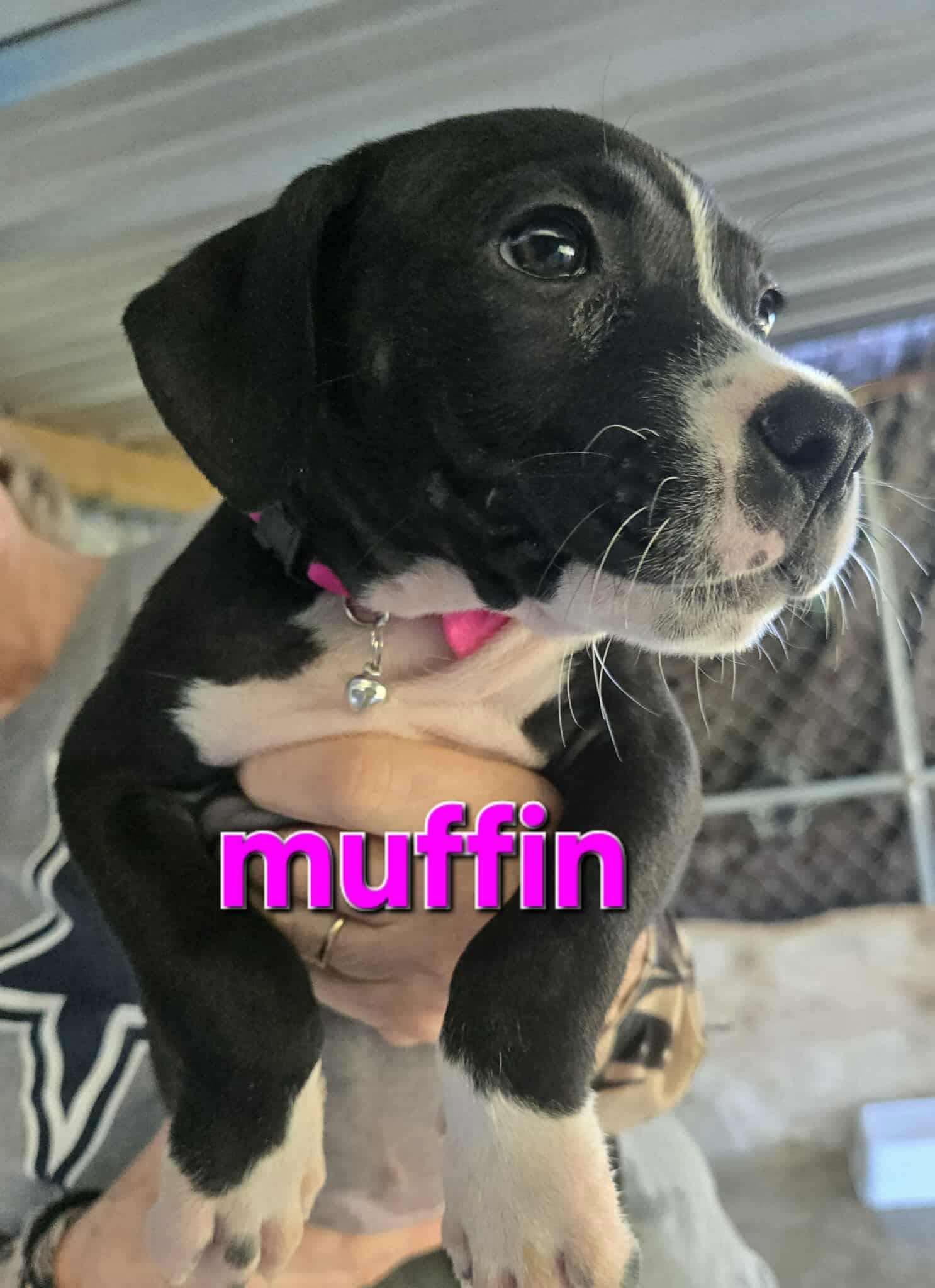 Enlarge Muffin, a Adopted mixed breed in Arlee, MT image 5/6