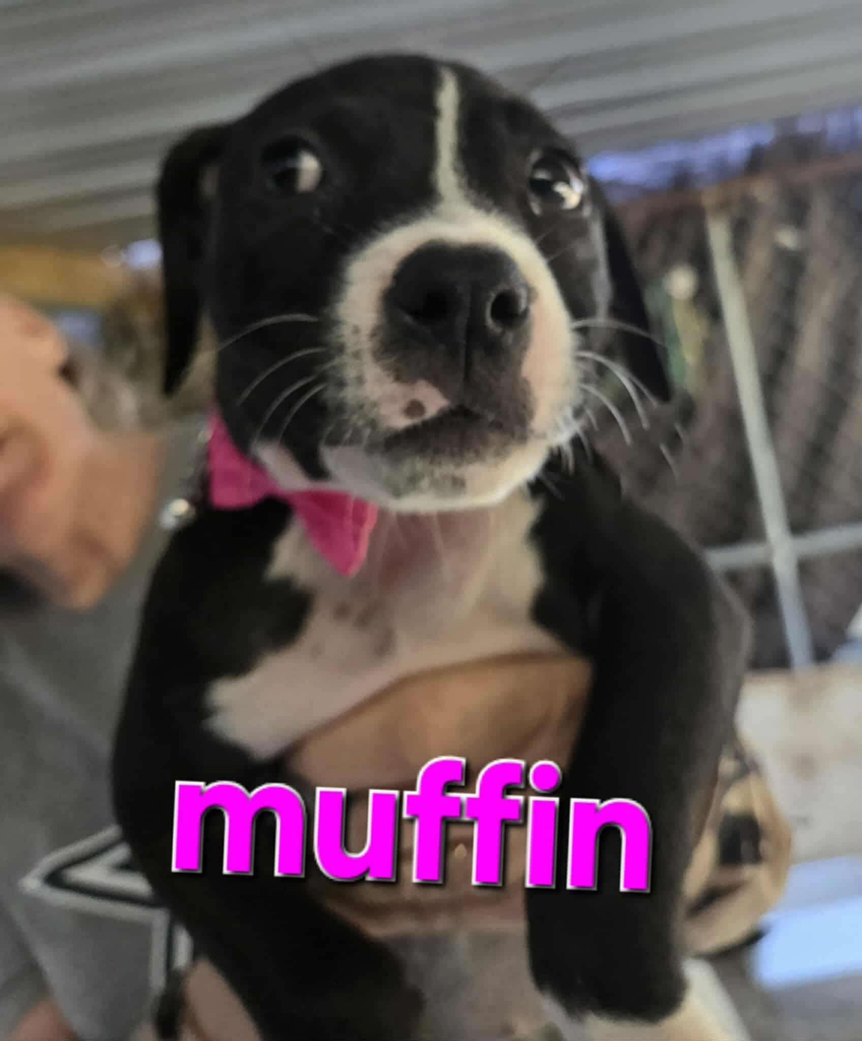 Enlarge Muffin, a Adopted mixed breed in Arlee, MT image 6/6