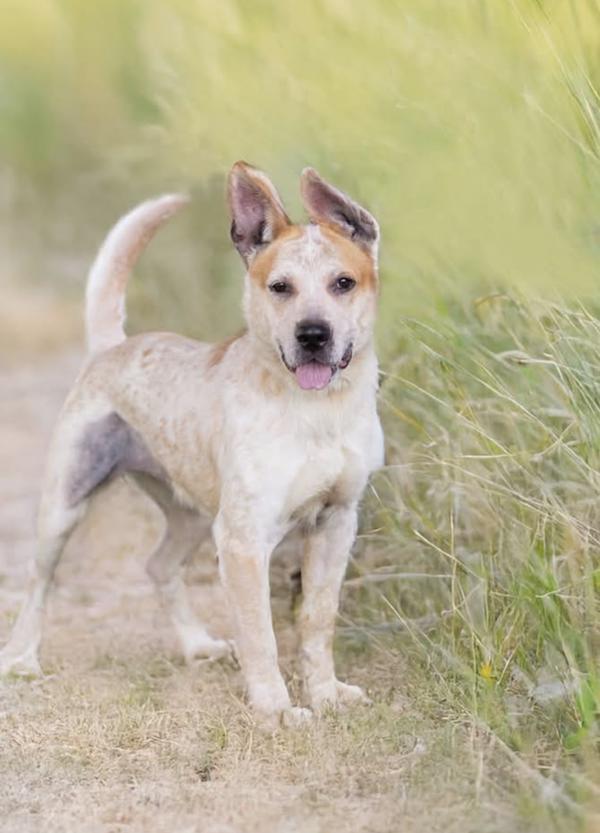 Clover, Adoptable, Adult Female Australian Cattle Dog / Blue Heeler & Mixed Breed.