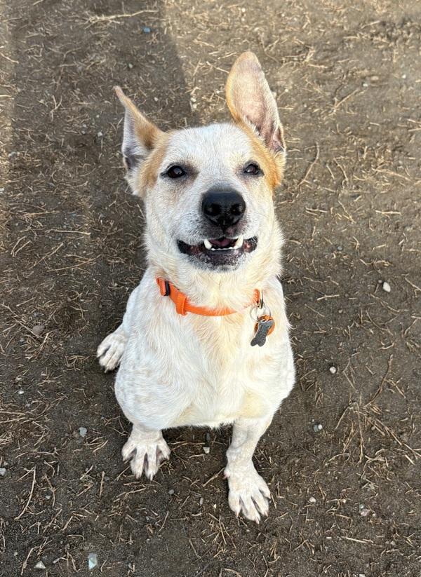 Enlarge Clover, a Adoptable mixed breed in Kennewick, WA image 2/2