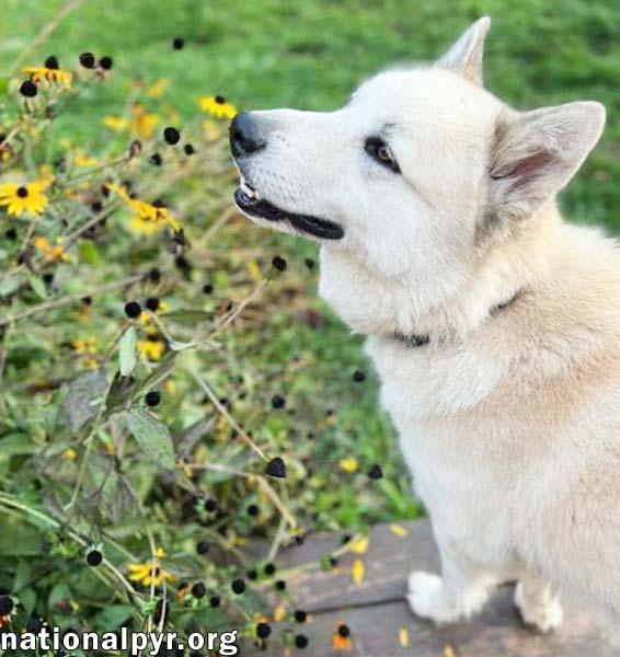 Enlarge Milo in PA - Smart, Silly, Happy Boy!, a Adoptable mixed breed in Altoona, PA image 2/4