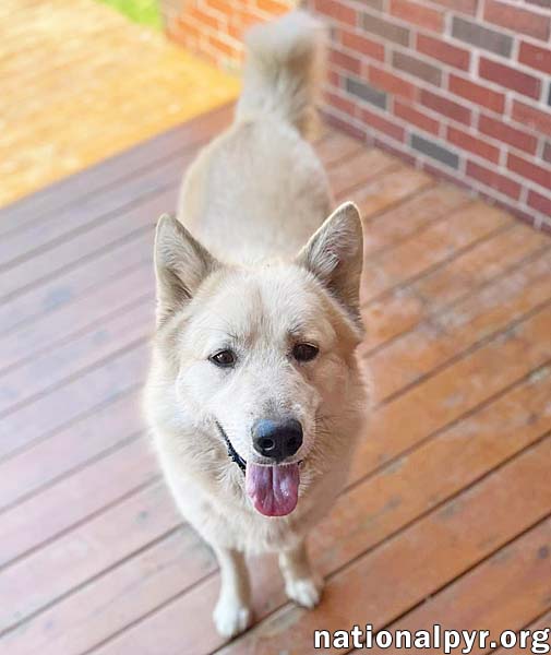 Milo in PA - Smart, Silly, Happy Boy!