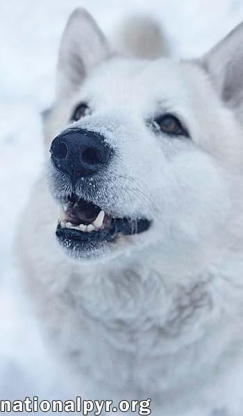 Enlarge Milo in PA - Smart, Silly, Happy Boy!, a Adoptable mixed breed in Altoona, PA image 2/4