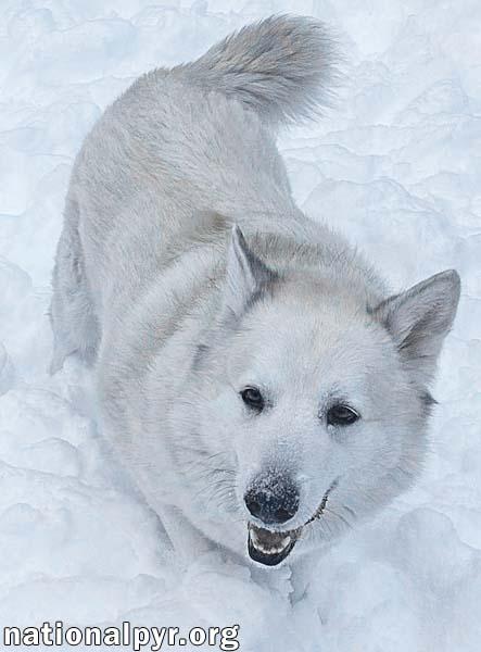 Enlarge Milo in PA - Smart, Silly, Happy Boy!, a Adoptable mixed breed in Altoona, PA image 4/4