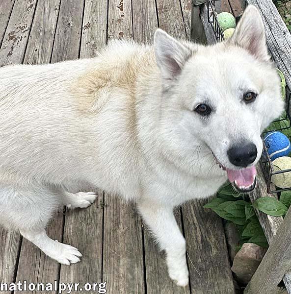 Enlarge Milo in PA - Smart, Silly, Happy Boy!, a Adoptable mixed breed in Altoona, PA image 3/4