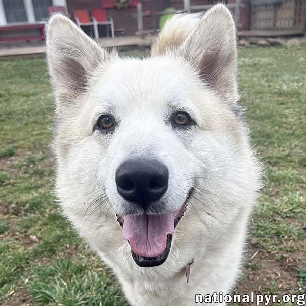 Milo in PA - Smart, Silly, Happy Boy!, Adoptable, Adult Male Great Pyrenees & Husky.