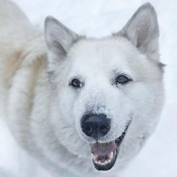 Enlarge Milo in PA - Smart, Silly, Happy Boy!, a Adoptable mixed breed in Altoona, PA image 1/4