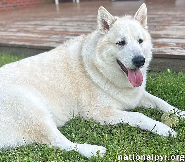 Enlarge Milo in PA - Smart, Silly, Happy Boy!, a Adoptable mixed breed in Altoona, PA image 3/4