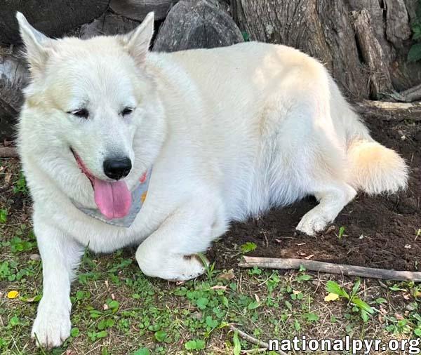 Milo in PA - Smart, Silly, Happy Boy!, a Adoptable mixed breed in Altoona, PA image 4/4