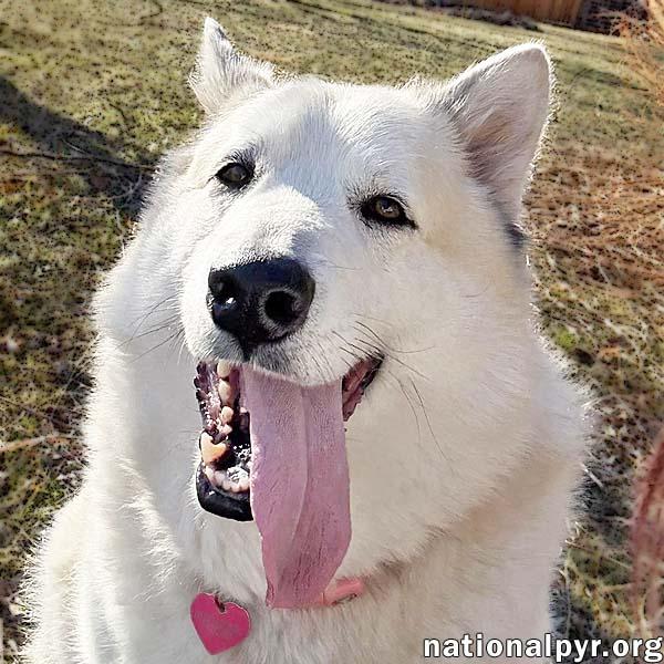 Milo in PA - Smart, Silly, Happy Boy!