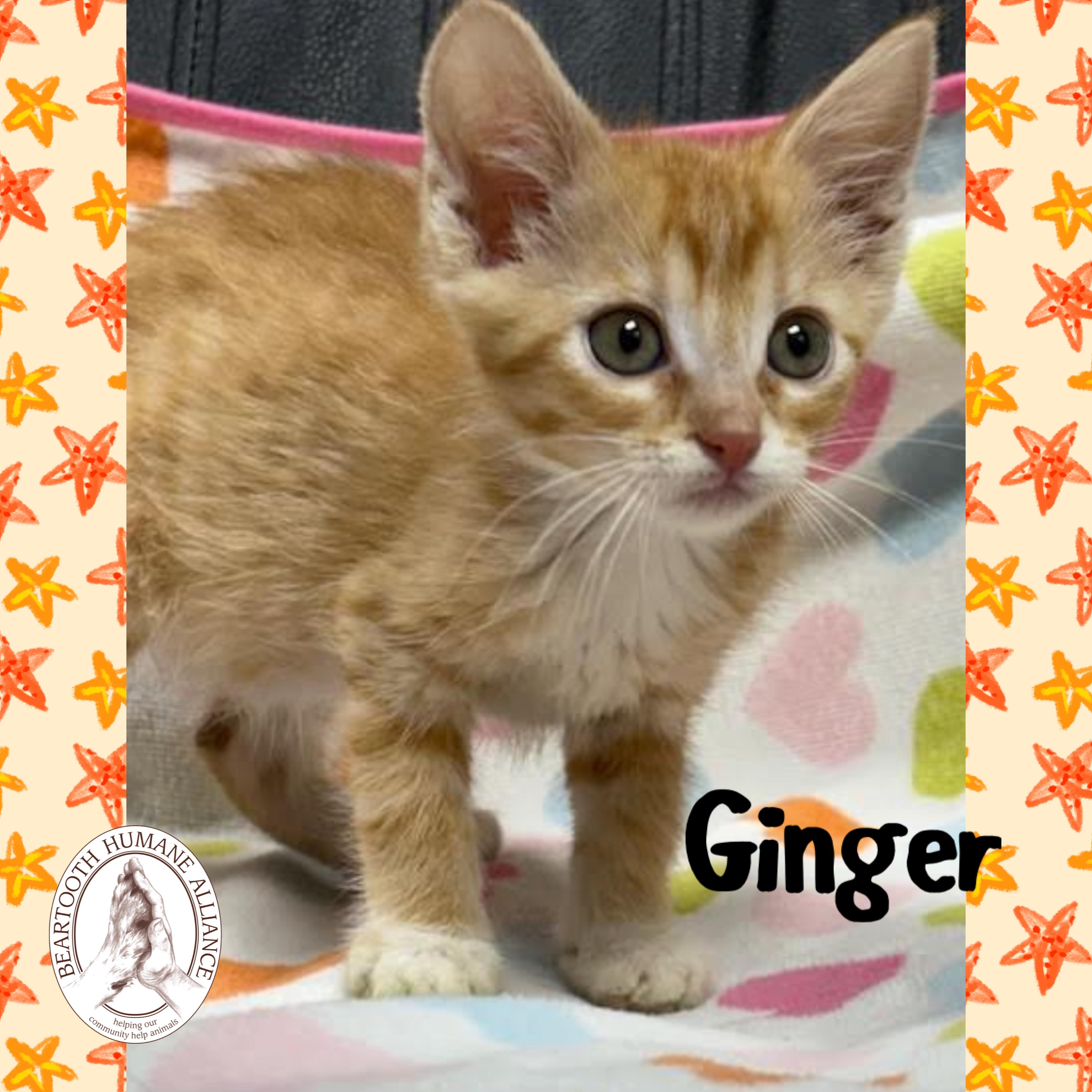 Ginger, an adoptable Domestic Medium Hair in Red Lodge, MT, 59068 | Photo Image 1