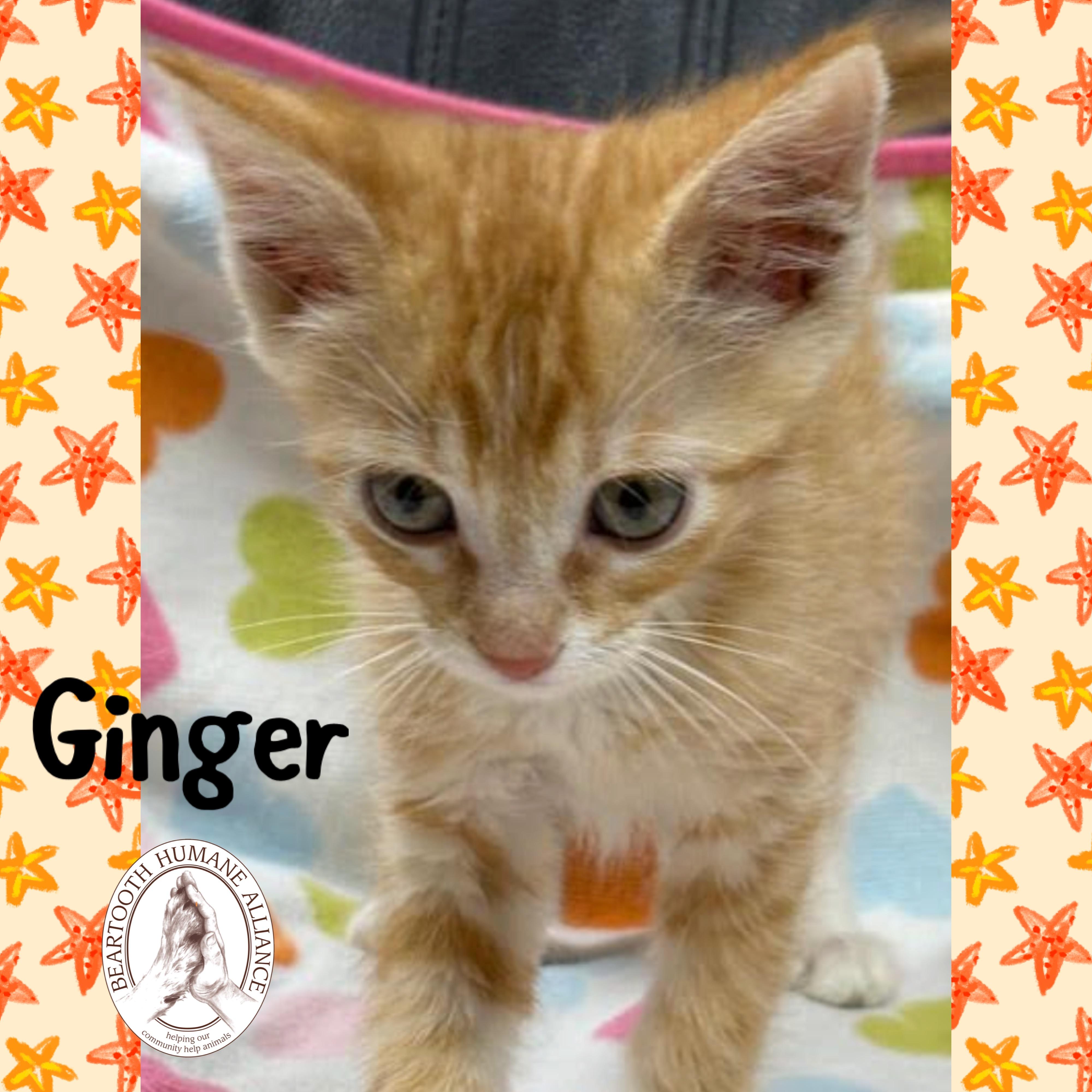 Ginger, an adoptable Domestic Medium Hair in Red Lodge, MT, 59068 | Photo Image 3