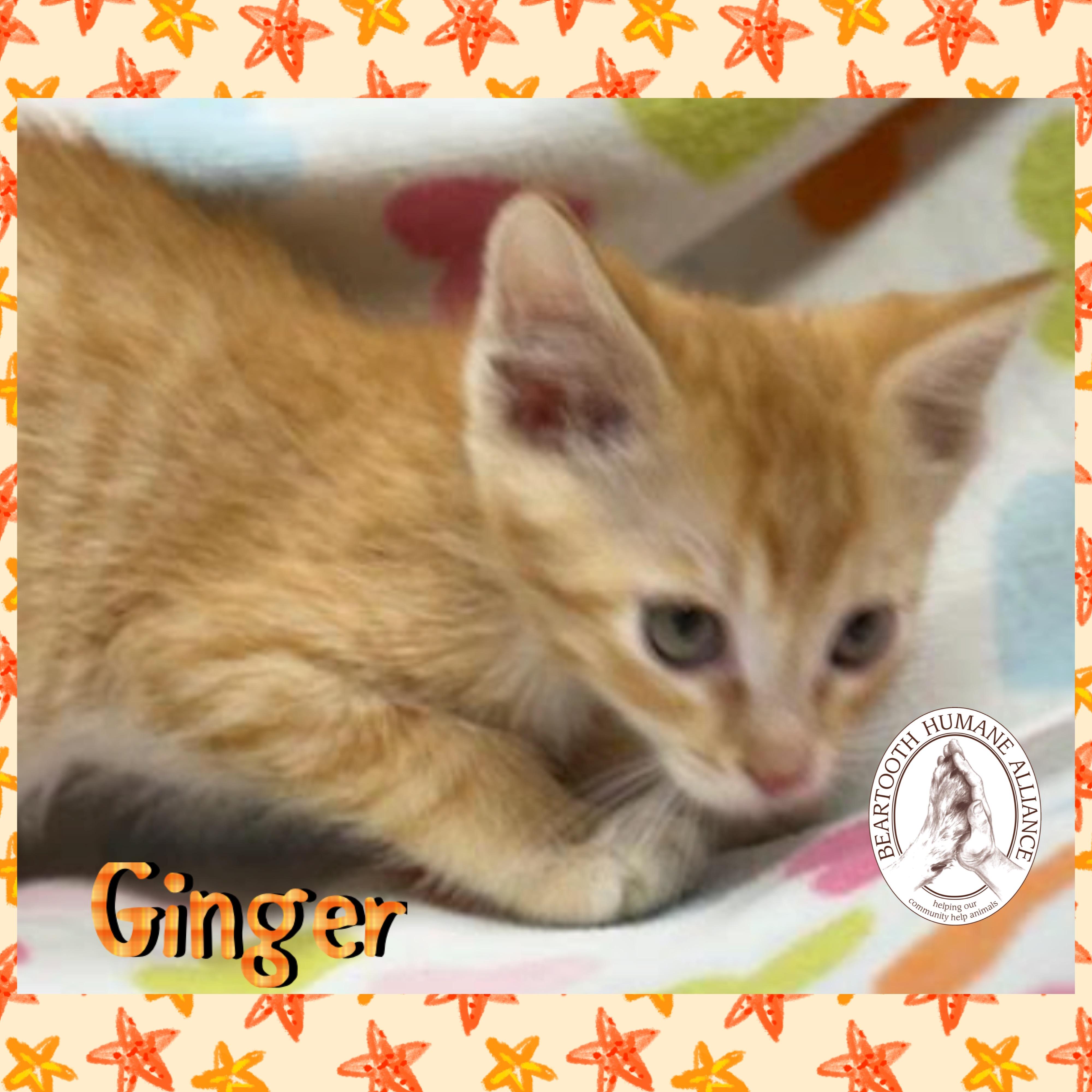 Ginger, an adoptable Domestic Medium Hair in Red Lodge, MT, 59068 | Photo Image 2