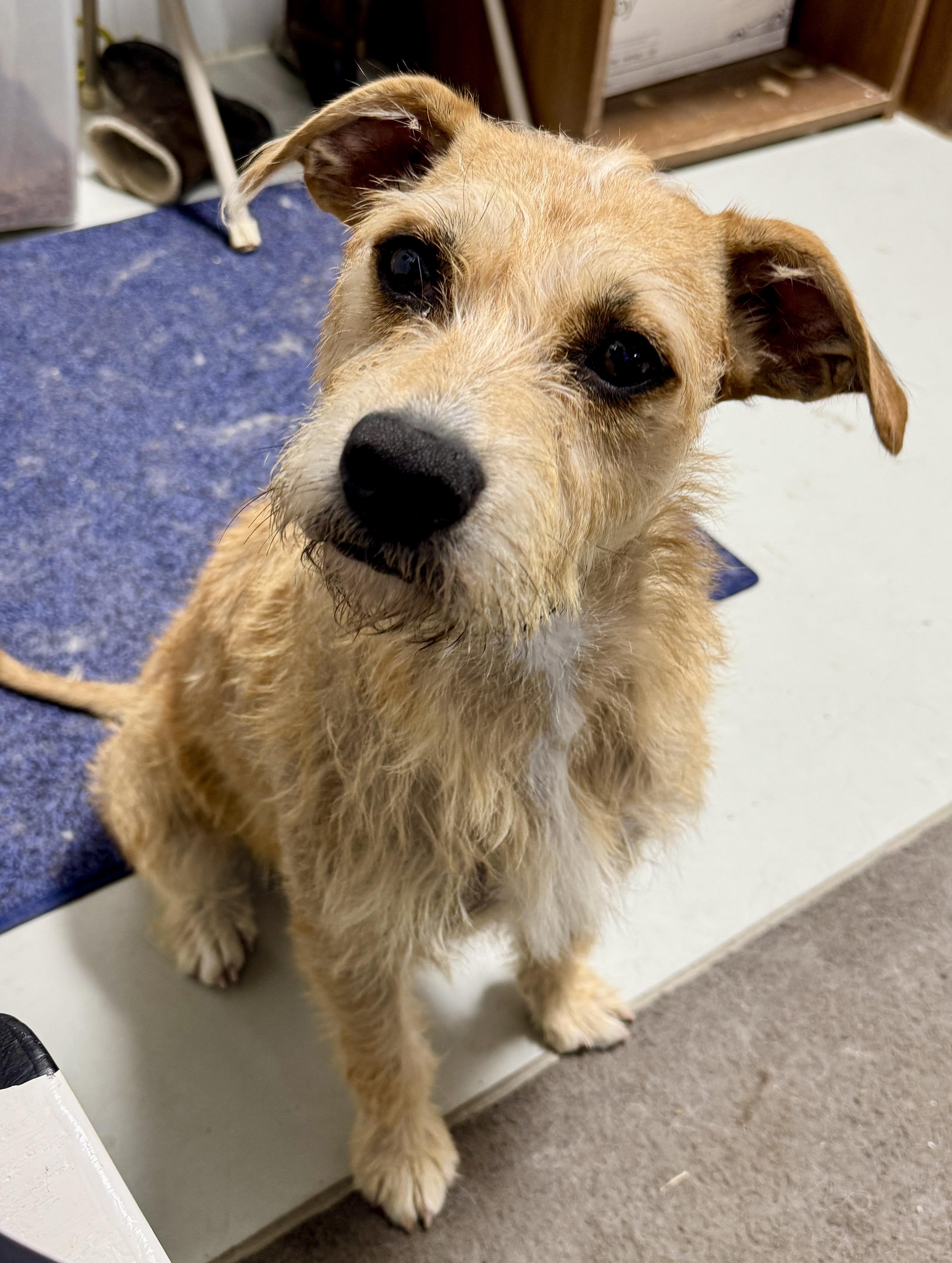 Enlarge MoMo, a Adopted mixed breed in Hartford, KY image 1/6