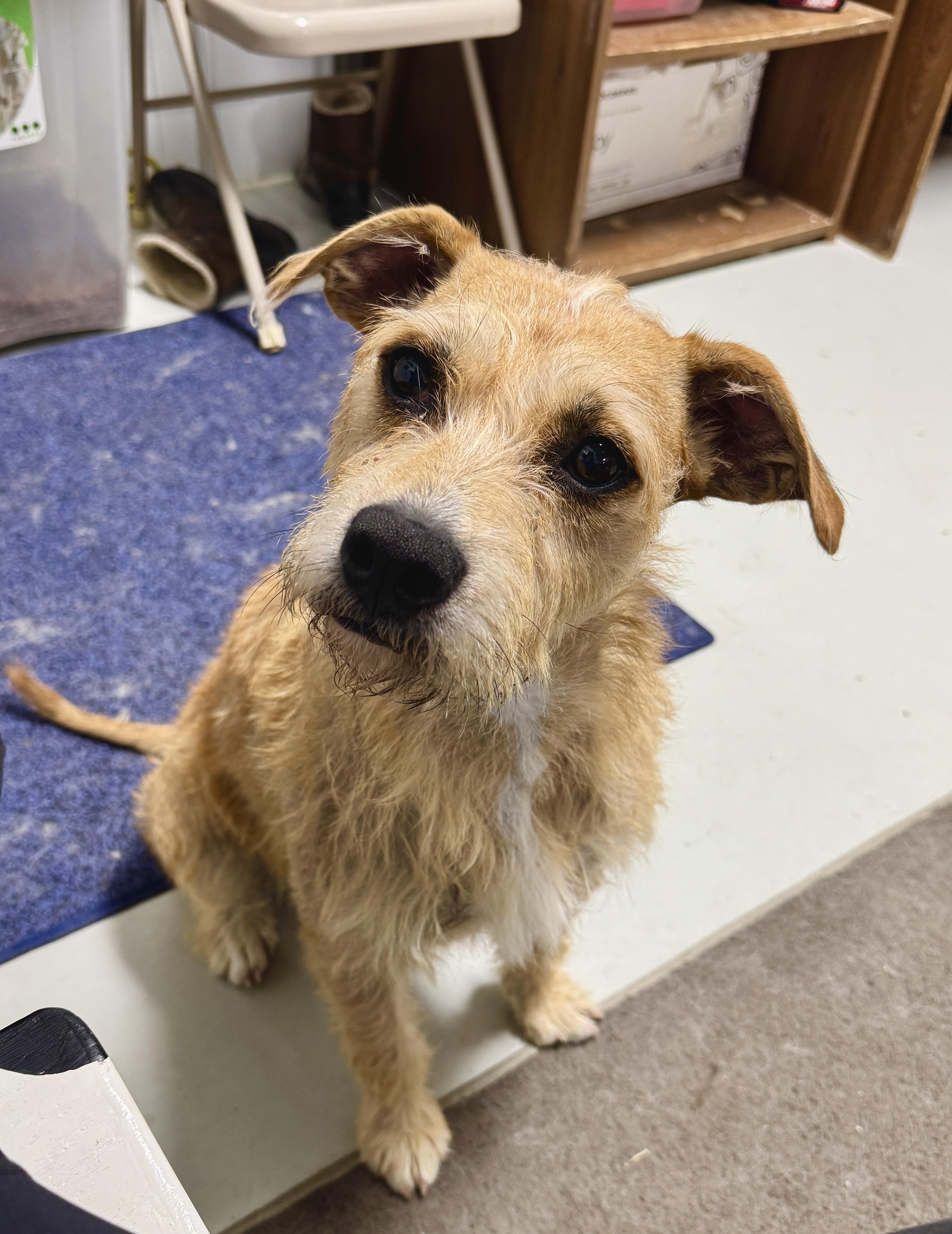 Enlarge MoMo, a Adopted mixed breed in Hartford, KY image 4/6