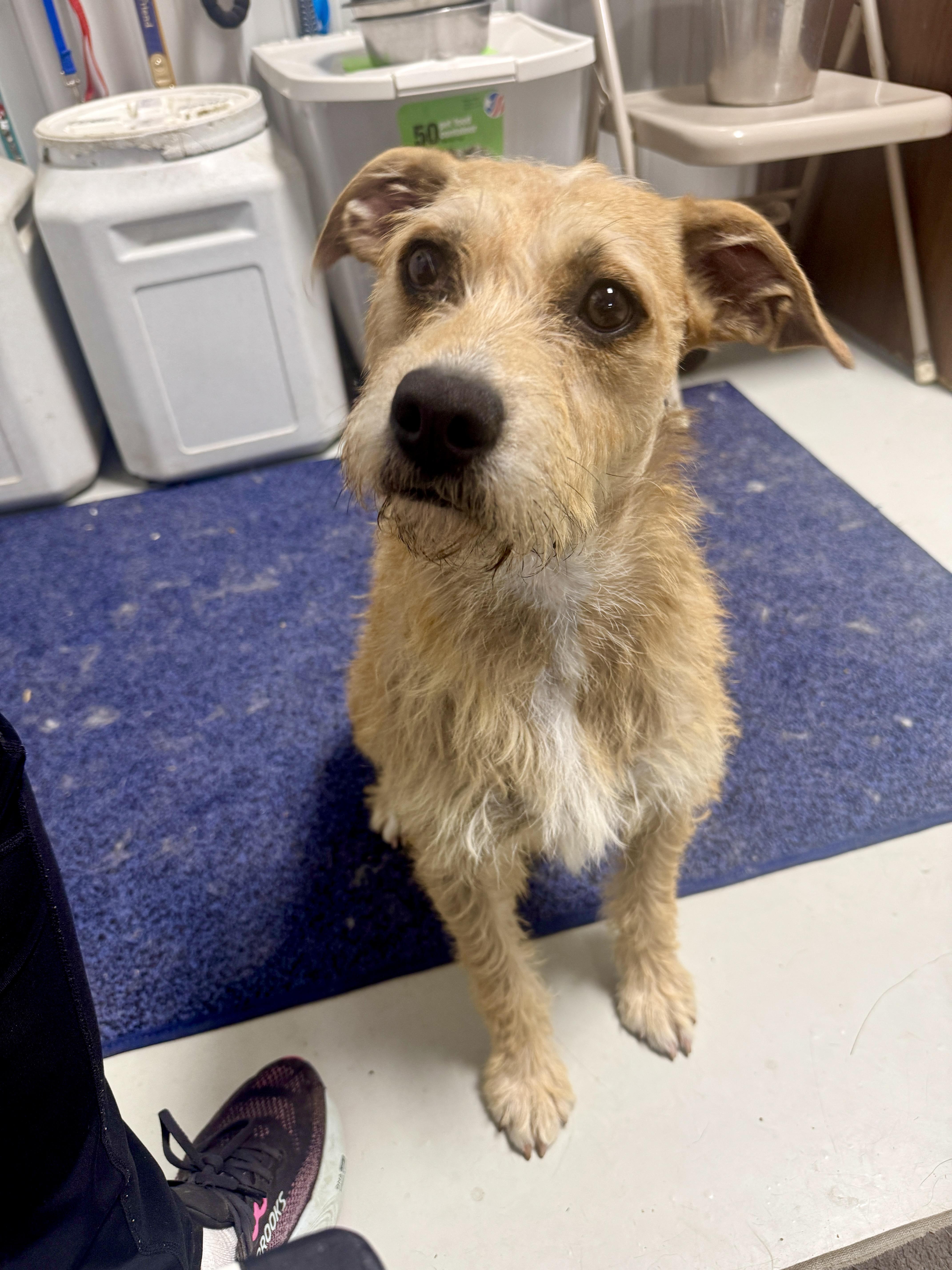 Enlarge MoMo, a Adopted mixed breed in Hartford, KY image 2/6