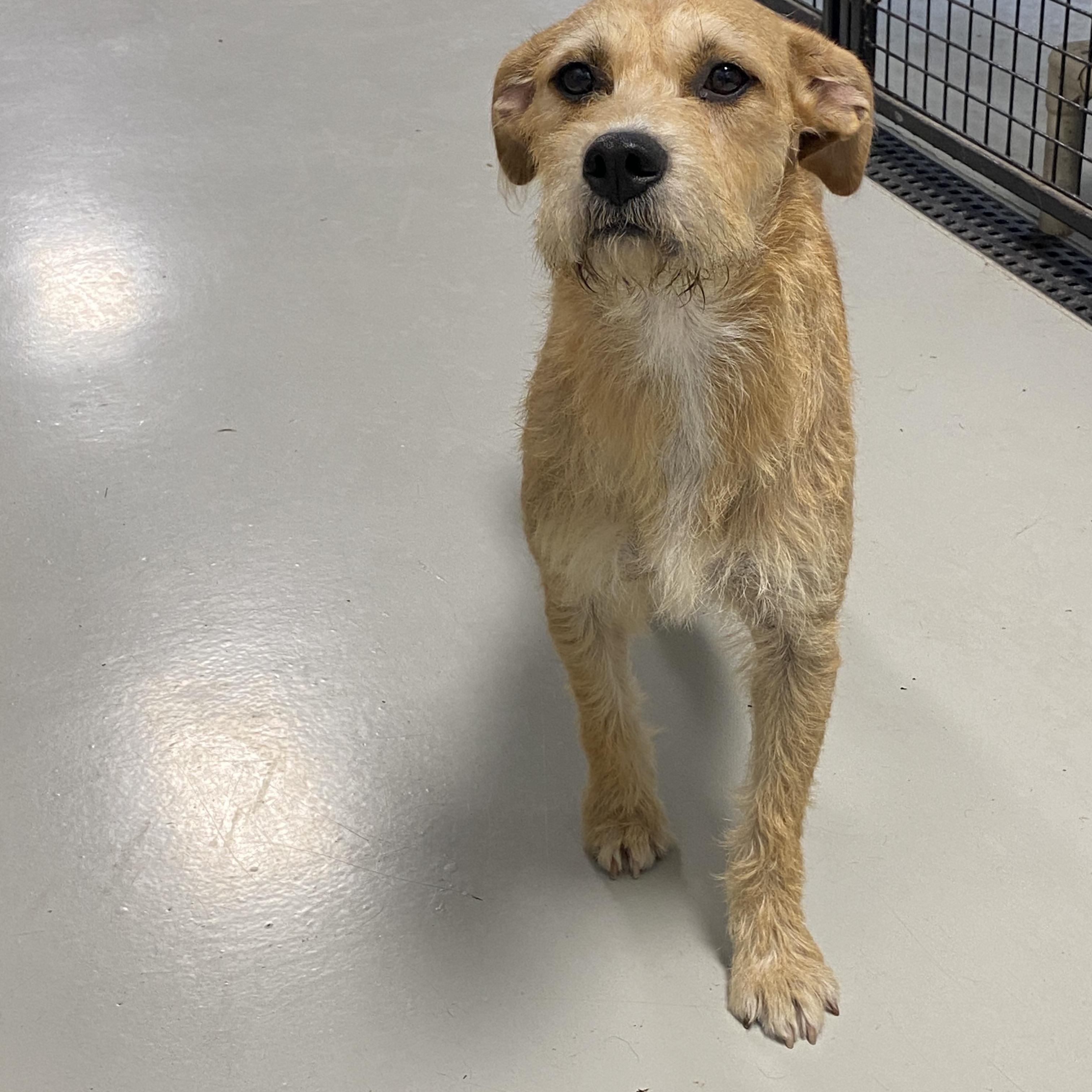 Enlarge MoMo, a Adopted mixed breed in Hartford, KY image 5/6