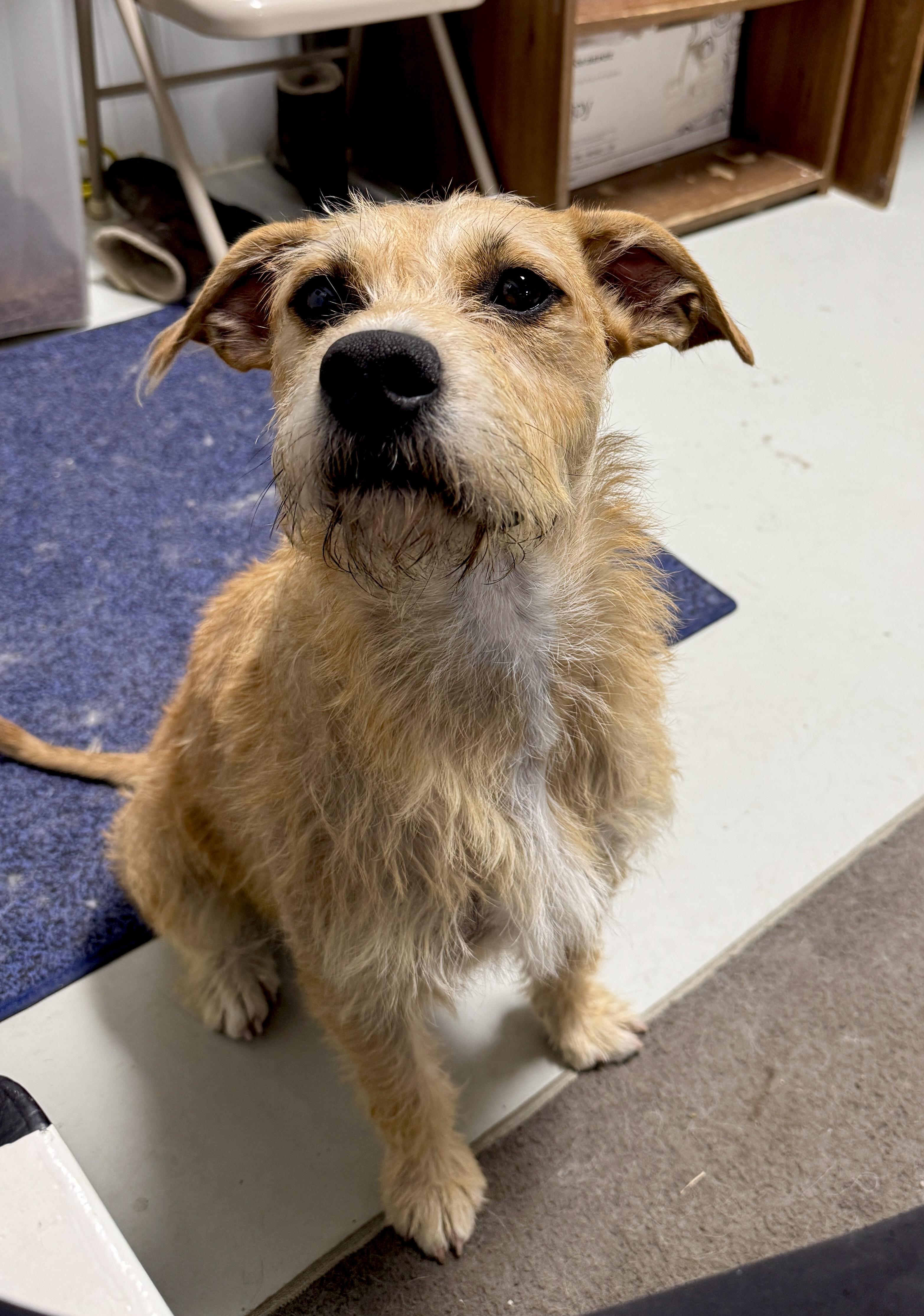 Enlarge MoMo, a Adopted mixed breed in Hartford, KY image 3/6