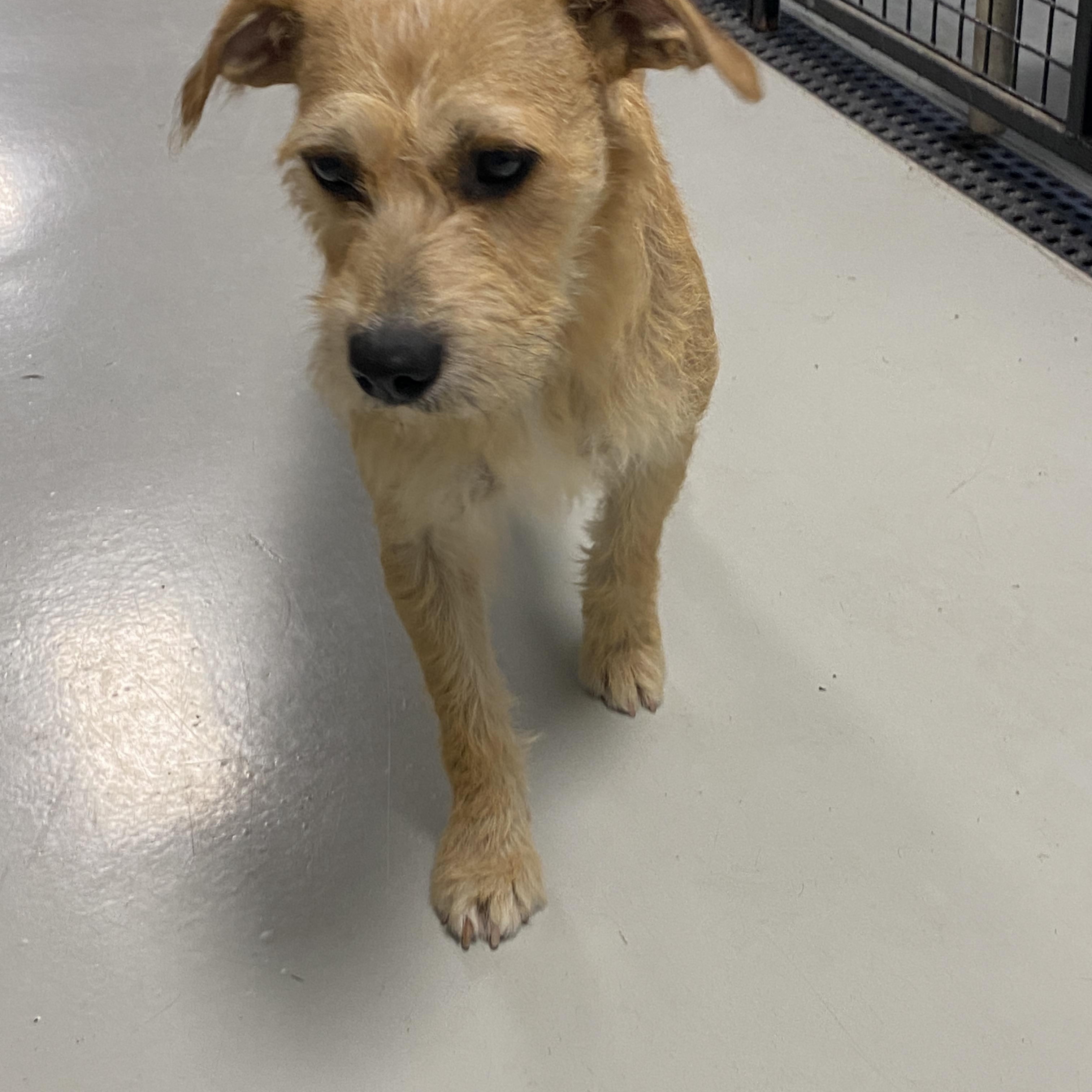 Enlarge MoMo, a Adopted mixed breed in Hartford, KY image 6/6