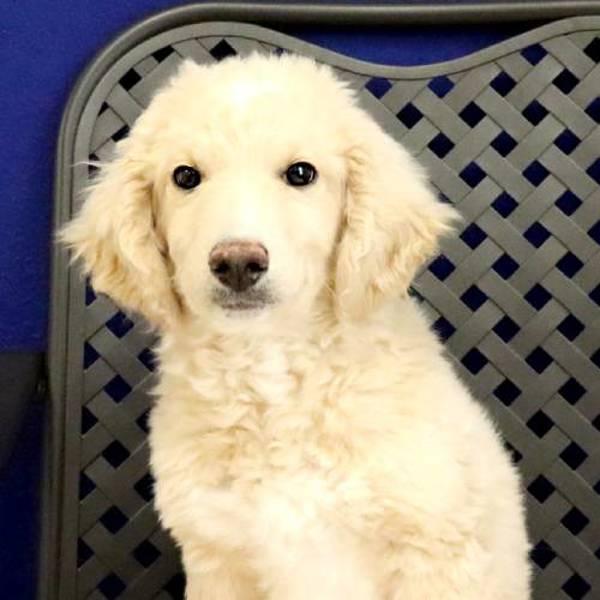 Kent, Adoptable, Puppy Male Australian Shepherd & Standard Poodle.