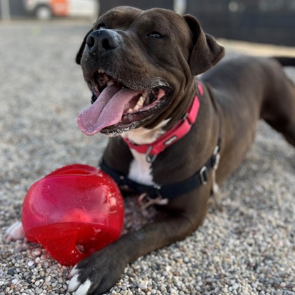 Enlarge Fatboy, a Adoptable Mixed Breed in Janesville, WI image 4/6