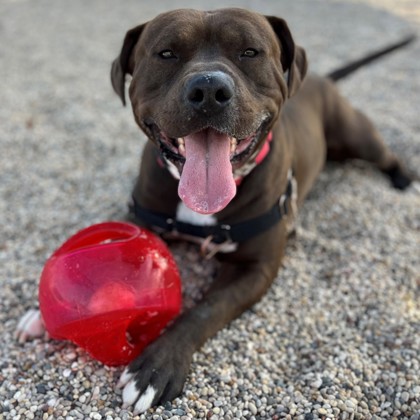 Enlarge Fatboy, a Adoptable Mixed Breed in Janesville, WI image 6/6