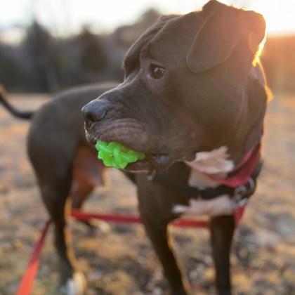 Enlarge Fatboy, a Adoptable Mixed Breed in Janesville, WI image 3/6