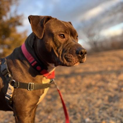 Fatboy, Adoptable, Adult Male Mixed Breed.
