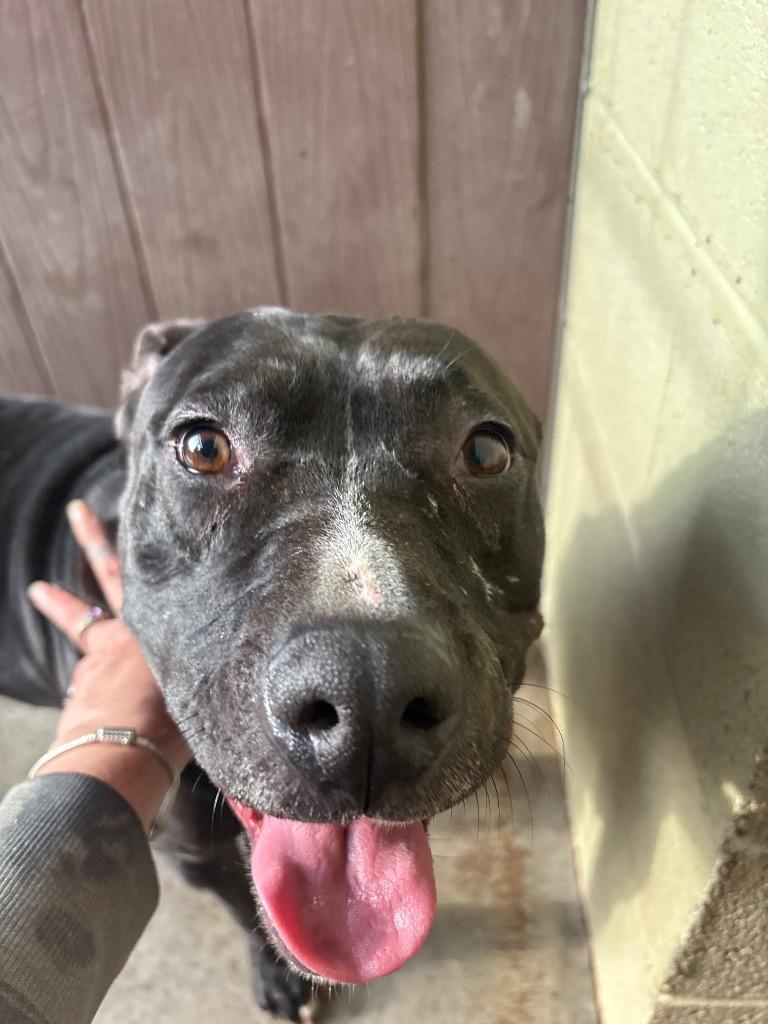 PAJAMA PRINCESS, Adoptable, Adult Female American Bulldog.