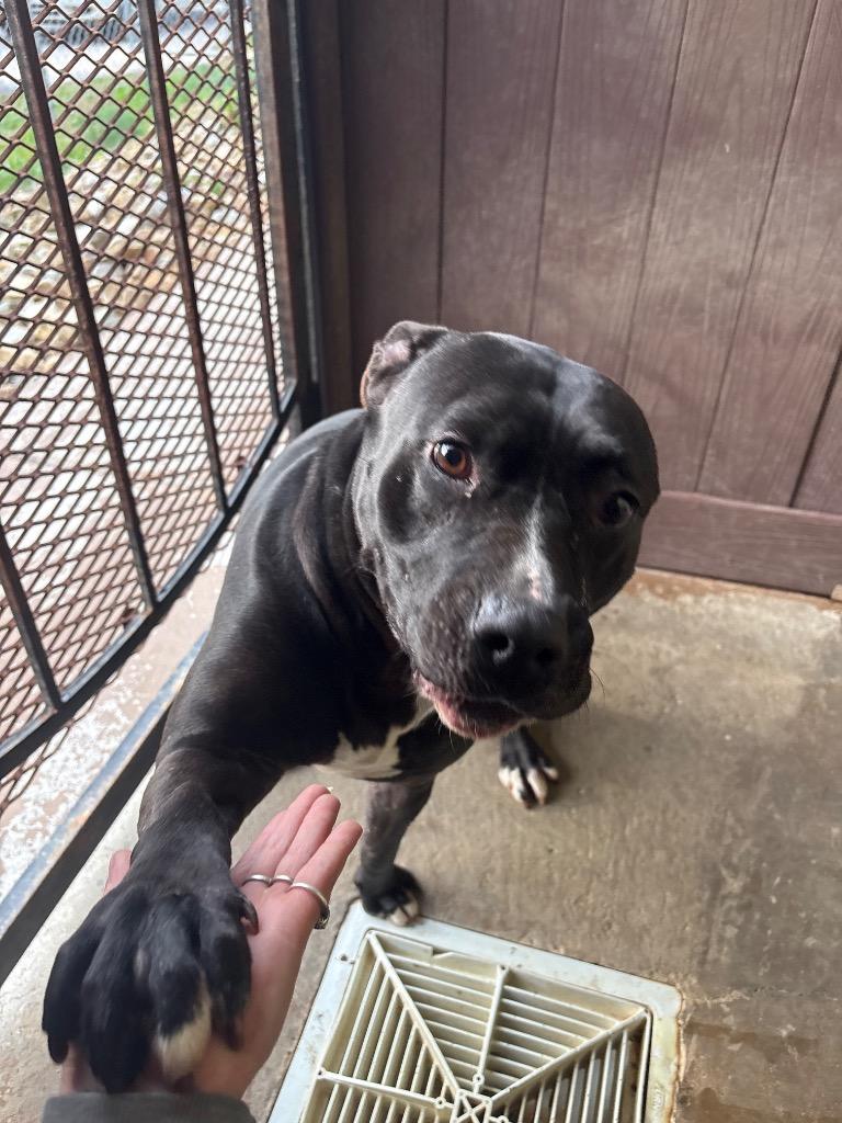 PAJAMA PRINCESS, Adoptable, Adult Female American Bulldog.