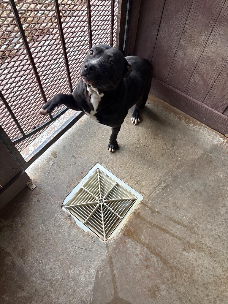 Enlarge PAJAMA PRINCESS, a Adoptable American Bulldog in Crossville, TN image 2/3