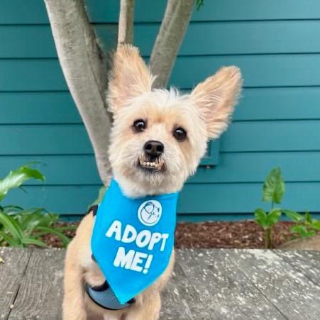 Casper, a Adoptable Yorkshire Terrier in Pacific Grove, CA image 1/6