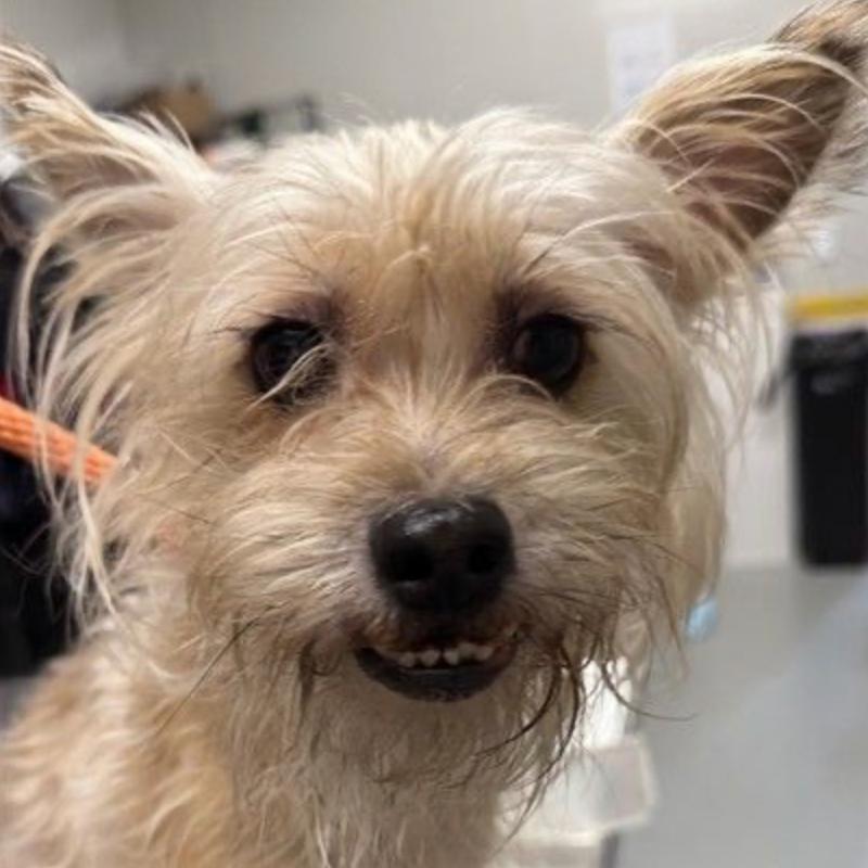 Casper, a Adoptable Yorkshire Terrier in Pacific Grove, CA image 2/6