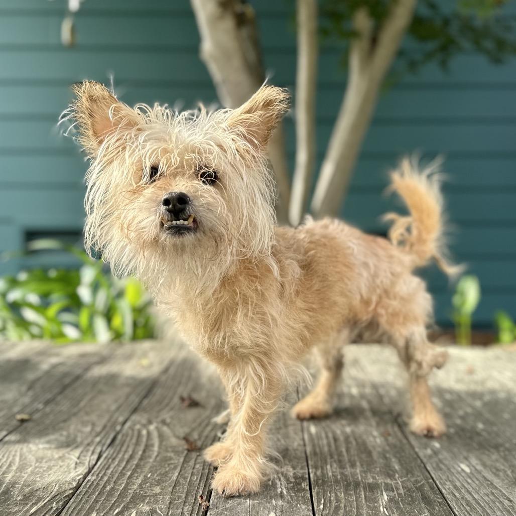 Casper, a Adoptable Yorkshire Terrier in Pacific Grove, CA image 3/6