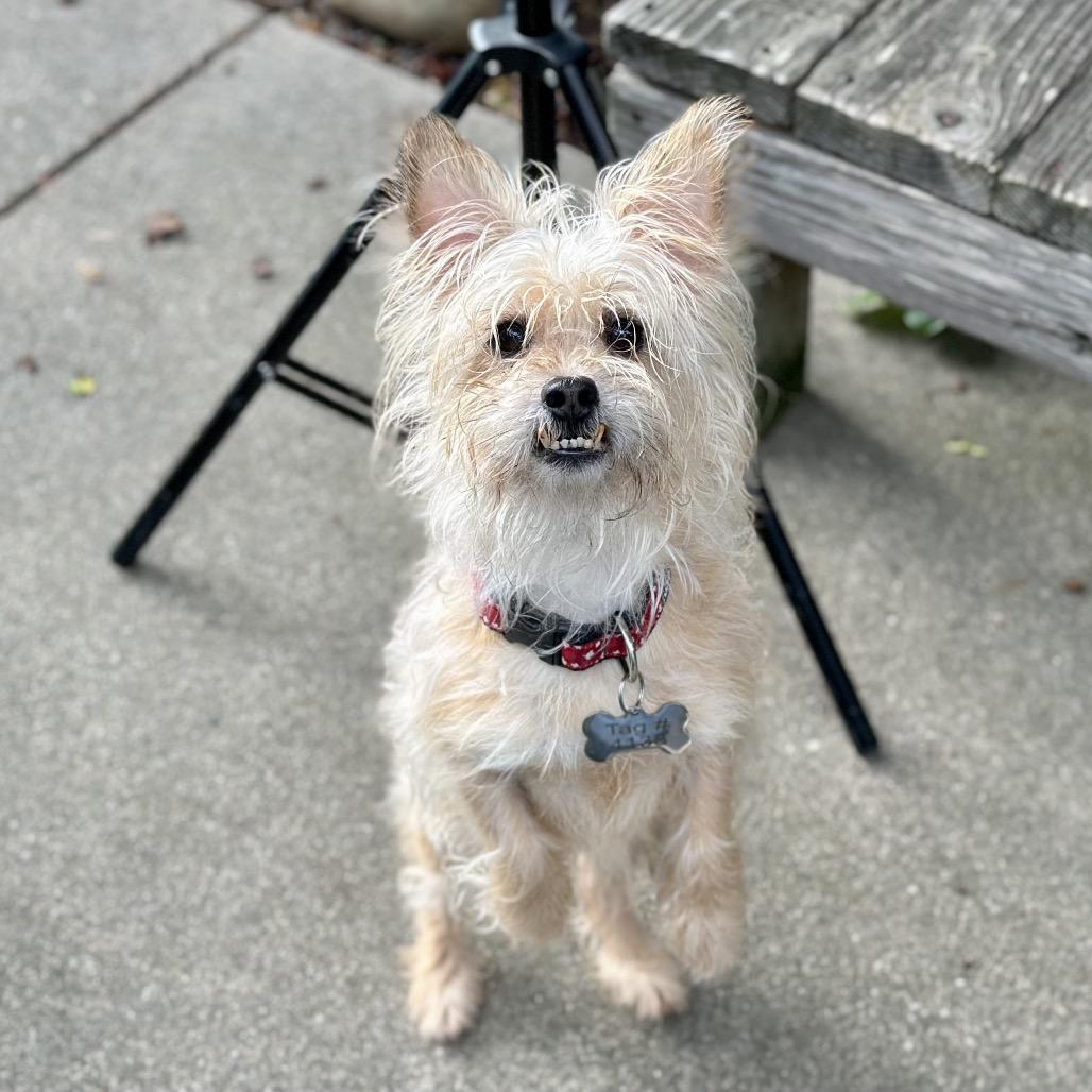 Casper, a Adoptable Yorkshire Terrier in Pacific Grove, CA image 5/6