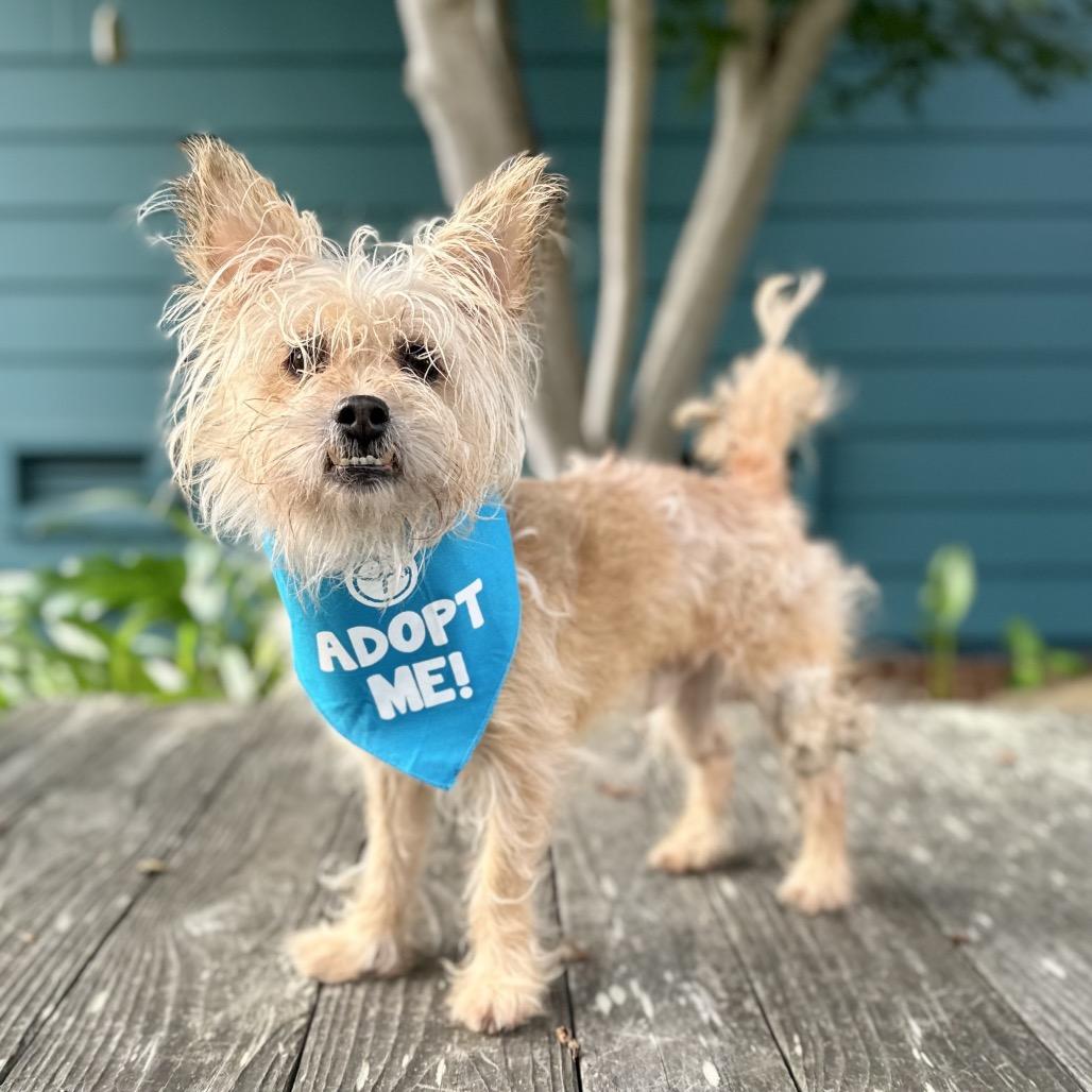 Casper, a Adoptable Yorkshire Terrier in Pacific Grove, CA image 6/6