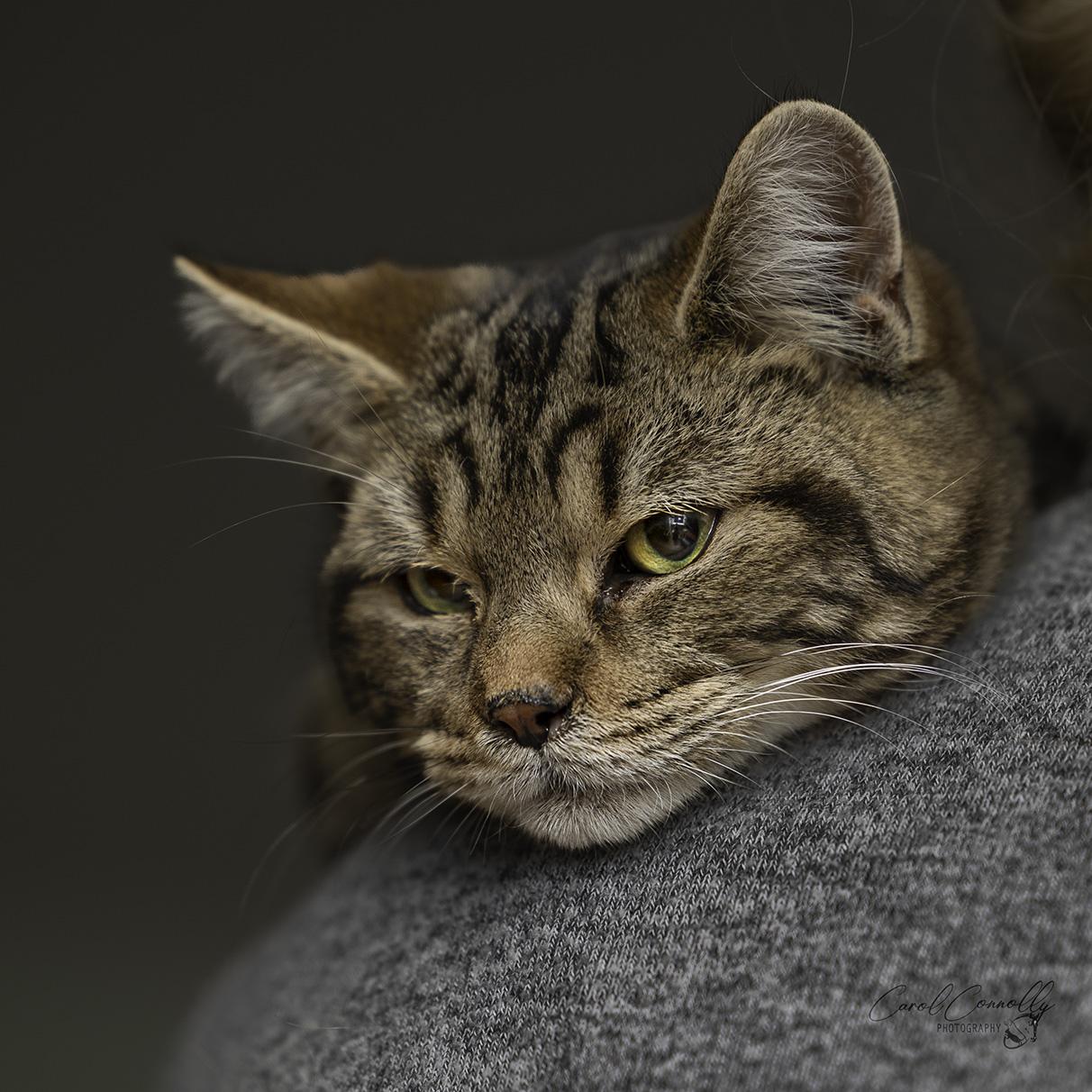 Toffee, a Adoptable Domestic Short Hair in Wakefield, QC image 2/4