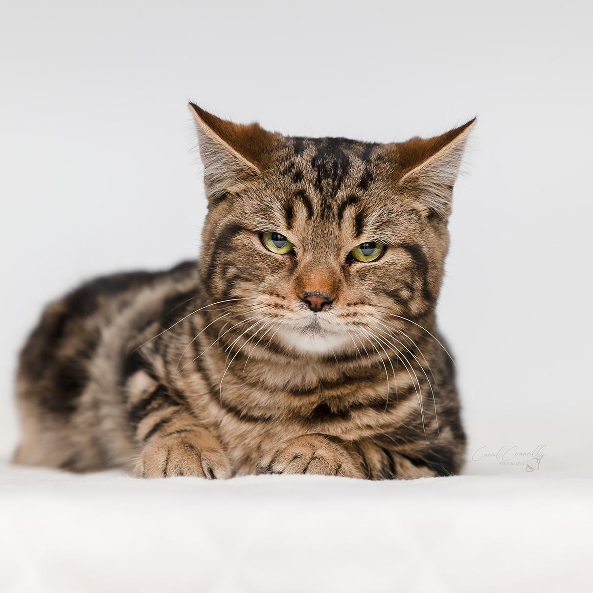 Toffee, a Adoptable Domestic Short Hair in Wakefield, QC image 3/4