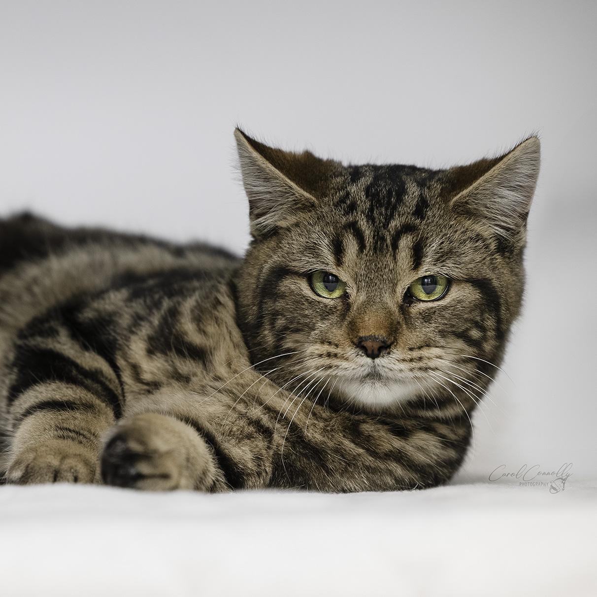 Toffee, a Adoptable Domestic Short Hair in Wakefield, QC image 1/4