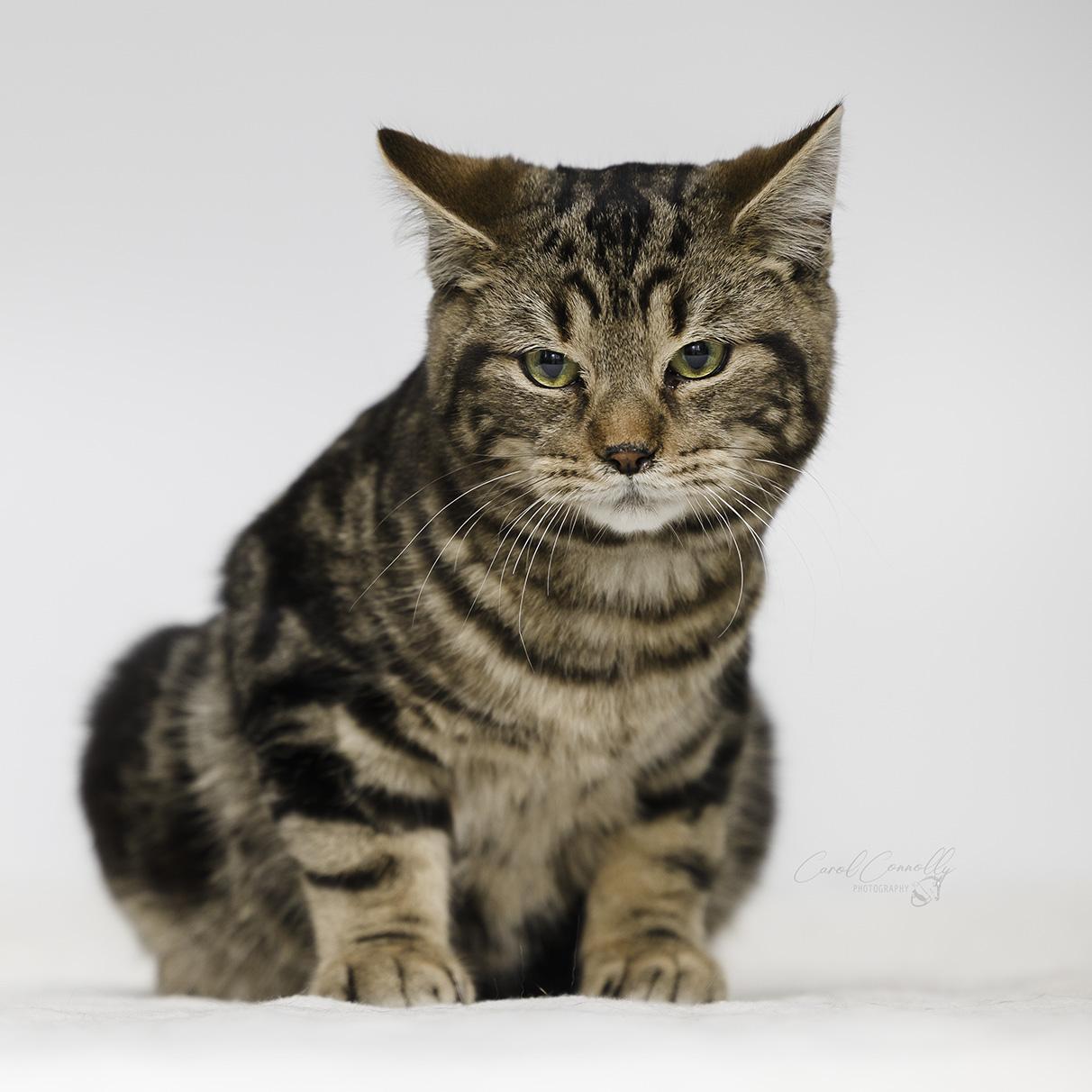 Toffee, a Adoptable Domestic Short Hair in Wakefield, QC image 4/4