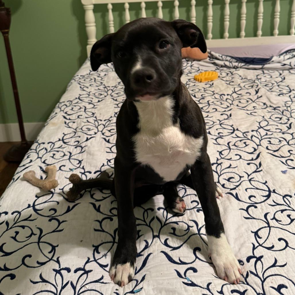 Rascal, Adoptable, Young Female Labrador Retriever & Mixed Breed.