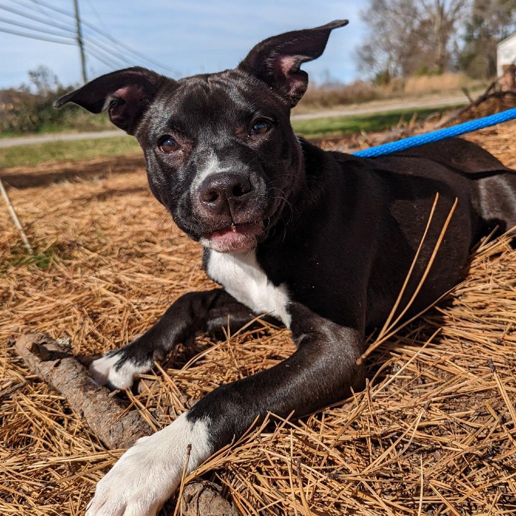 Enlarge Rascal, a Adoptable mixed breed in Lenoir, NC image 2/6