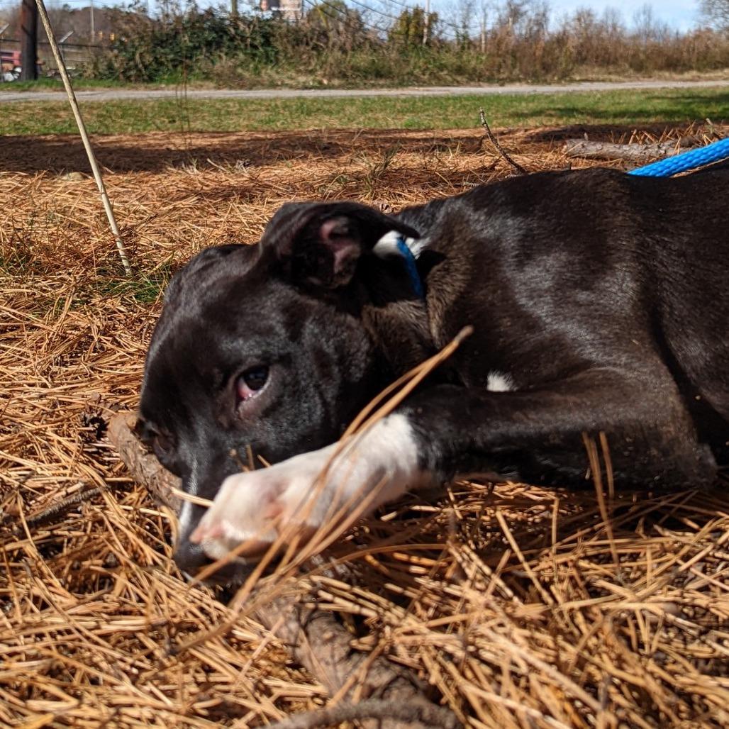 Rascal, a Adoptable mixed breed in Lenoir, NC image 3/6