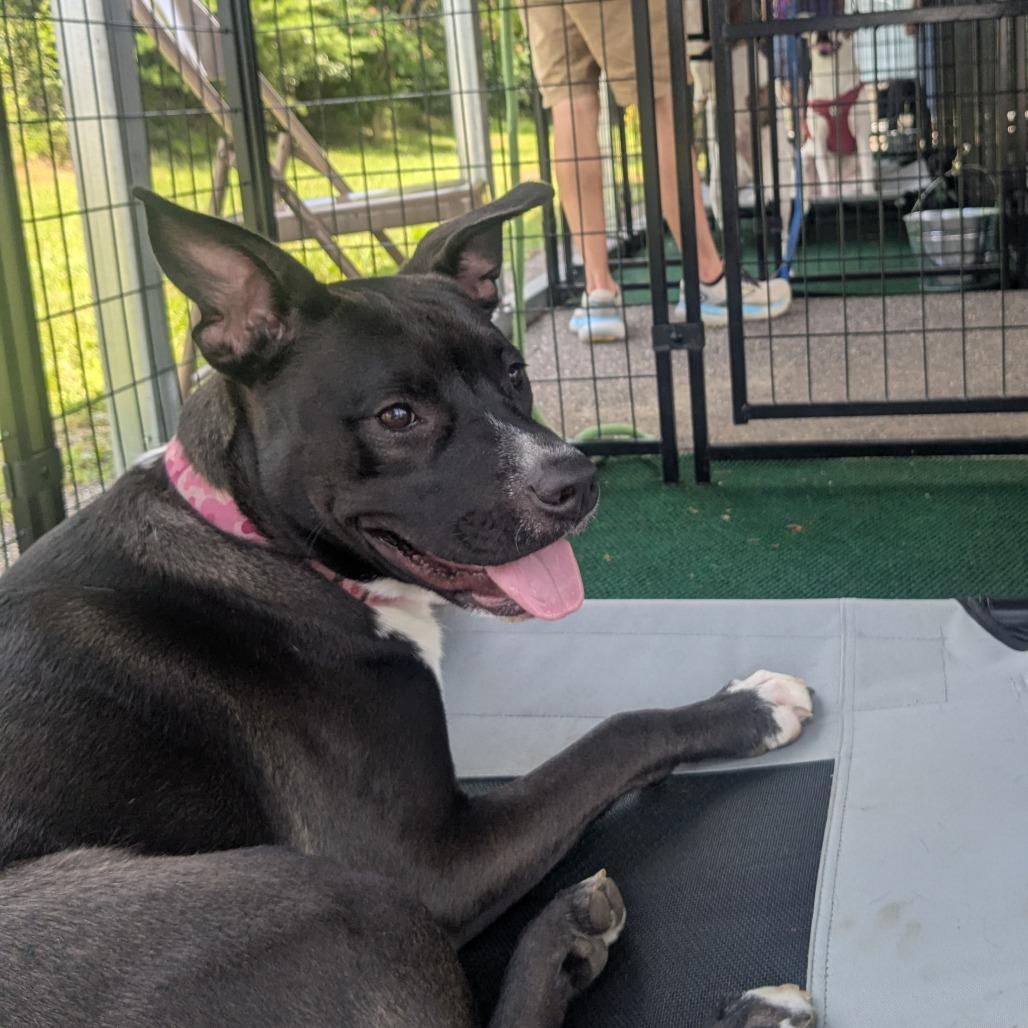 Rascal, a Adoptable mixed breed in Lenoir, NC image 4/6