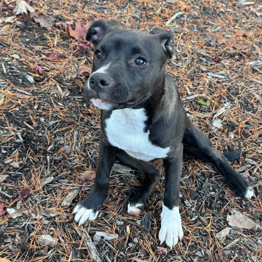 Rascal, a Adoptable mixed breed in Lenoir, NC image 6/6