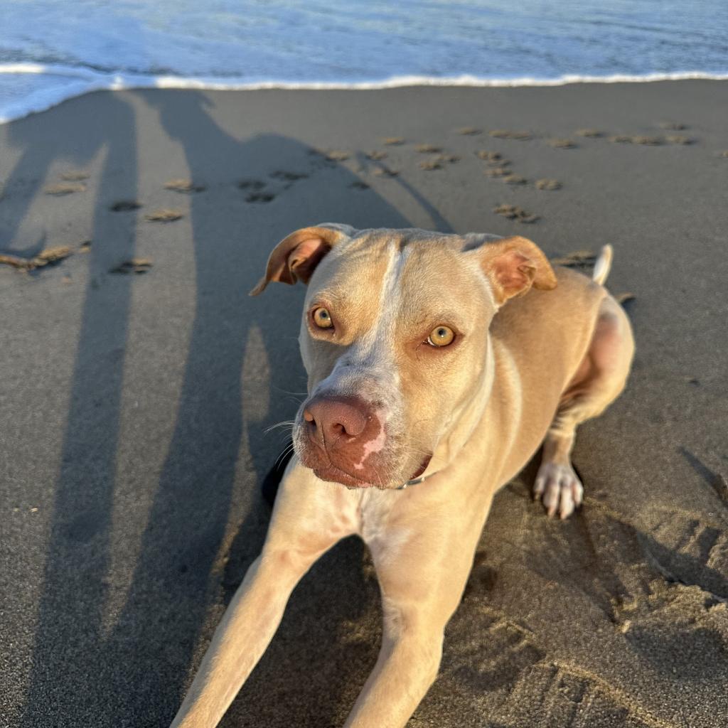LUNA, Adoptable, Young Female American Staffordshire Terrier.