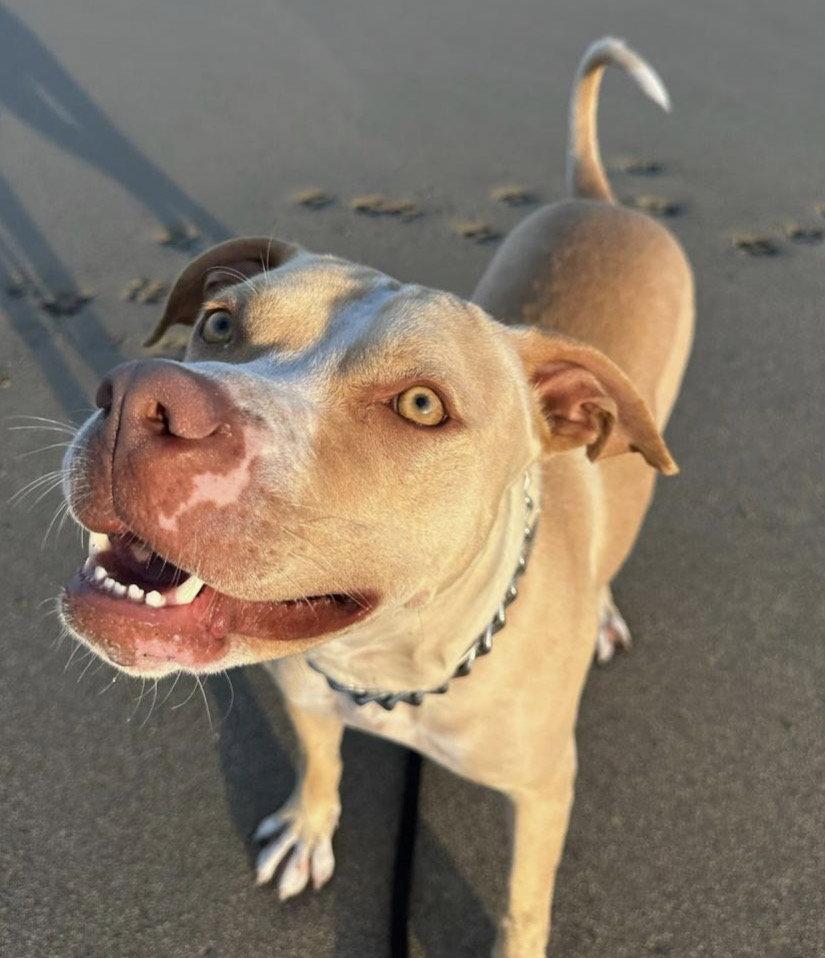 Enlarge LUNA, a Adoptable American Staffordshire Terrier in Fort Pierce, FL image 2/3