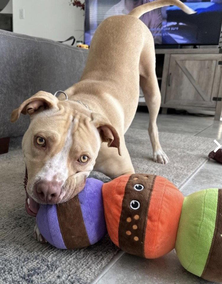 Enlarge LUNA, a Adoptable American Staffordshire Terrier in Fort Pierce, FL image 3/3