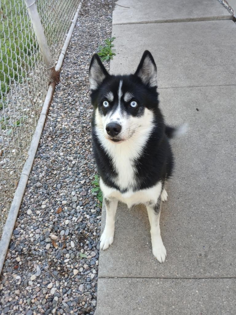 Enlarge Loki, a Adoptable Siberian Husky in Grand Forks, ND image 1/1